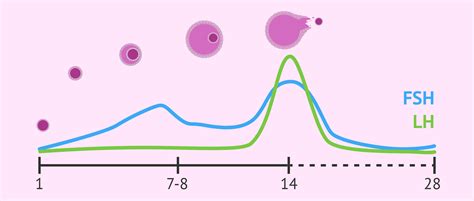 Niveaux de FSH et LH lors du cycle menstruel