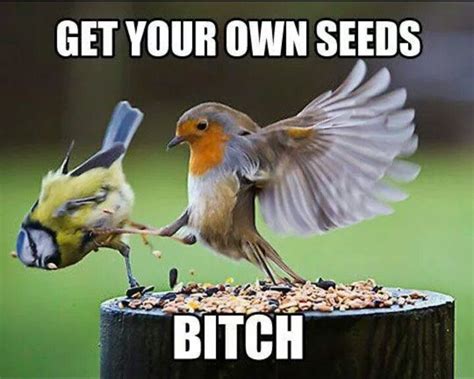 Idk why but i can't stop laughing. (With images) | Funny animal pictures, Funny birds, Bones funny