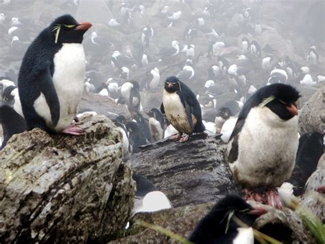 Penguins and Albatrosses | Rockhopper penguins reside in the… | Flickr