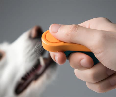 How to Clicker Train Your Dog