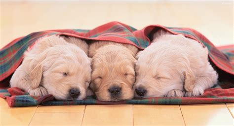 Cute Dogs Sleeping Wallpapers - Top Free Cute Dogs Sleeping Backgrounds - WallpaperAccess