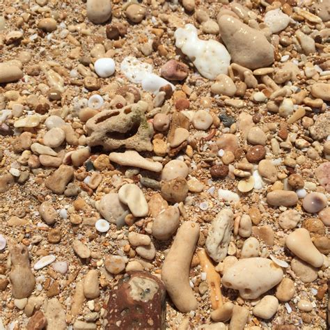 Bildet : sand, stein, blad, blomst, småstein, jord, materiale, skjell ...