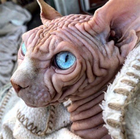 PHOTOS: Sphynx Cat Goes Viral for His Terrifying Glare - Business Insider