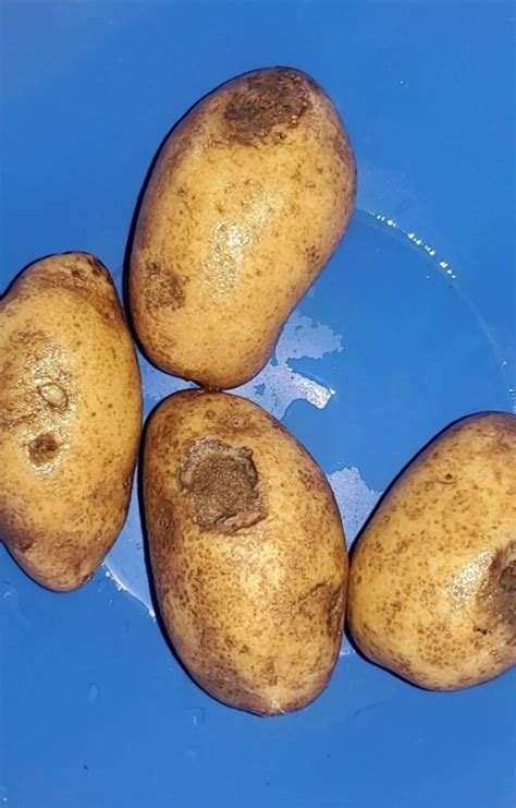 Can You Eat Soft Potatoes? (Is it Safe?) | oneReCP.com