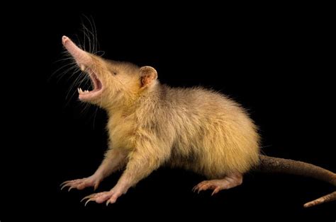 Hispaniolan Solenodon, Solenodon paradoxus, is one of the rarest ...