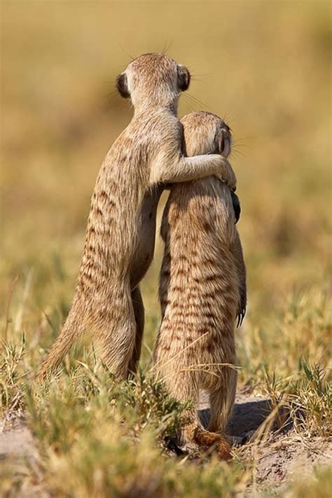 14 Cute Pictures of Animals Hugging