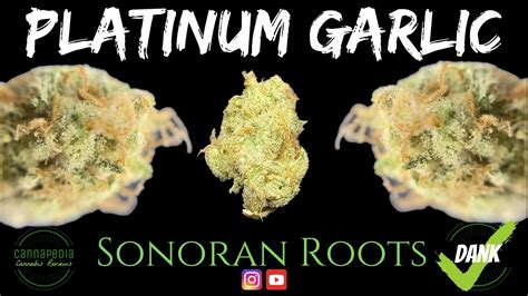 Platinum Garlic Strain Review - Sonoran Roots - Cannapedia - YouTube