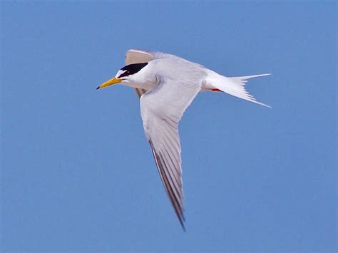 Avithera: Small terns on the Gippsland Lakes