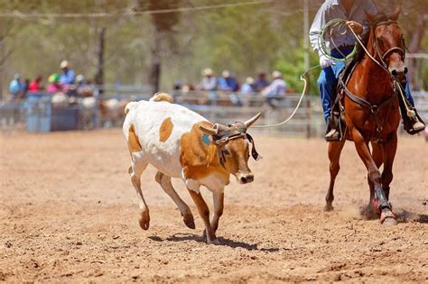 Calf Roping in 2022 | Calf roping, Calves, Animals