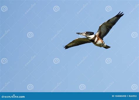 Belted Kingfisher Flying in a Blue Sky Stock Photo - Image of animal ...