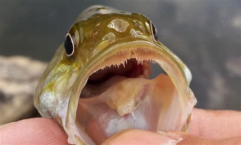 The spotted bass has teeth on its tongue!