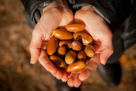 Cooking-with-acorns