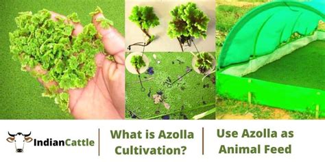 What is Azolla Cultivation? Use of Azolla as Animal Feed