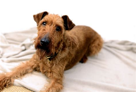 Irish Terrier Puppies for Sale | Buckeye Puppies