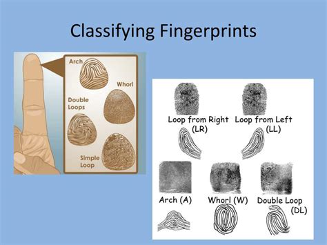 PPT - Fingerprints PowerPoint Presentation, free download - ID:2639239