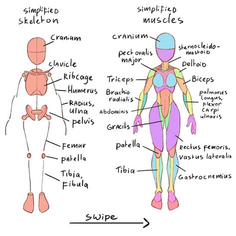 Working on tge anatomy book. Someone asked to add the muscles names ...