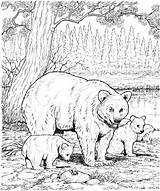 Free Bear Coloring Pages sketch template