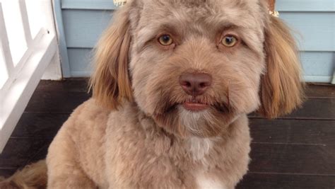 Yogi, a dog with a human-looking face, sends Internet into frenzy