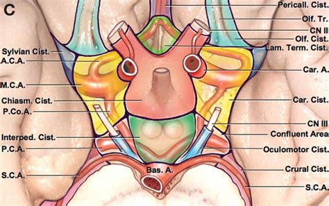 Inferior View of Basal Cisterns | Neuroanatomy | The Neurosurgical Atlas