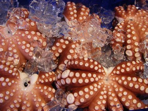 Free Images : pattern, food, fishing, seafood, market, frozen, japan, squid, cuisine, starfish ...