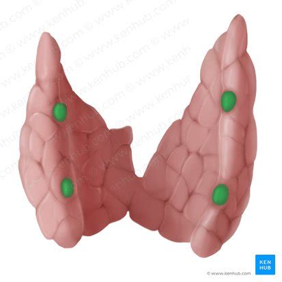 Parathyroid gland: location, anatomy and function | Kenhub