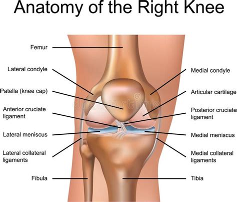 Anatomy of the Right Knee. Medical illustration , #Aff, #Knee, #Anatomy ...