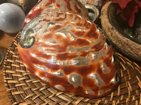 Red Abalone Shell – Spirit of Magick