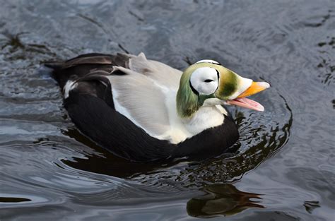 The Spectacled Eider, a sea duck that ranges from the coasts of Alaska to northeastern Siberia ...