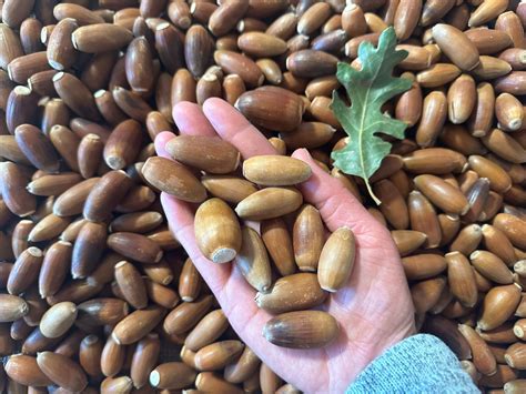 20 POUNDS VALLEY OAK ACORNS QUERCUS LOBATA 2023 TEHACHAPI, CA WHITE OAK ACORN – IBBY