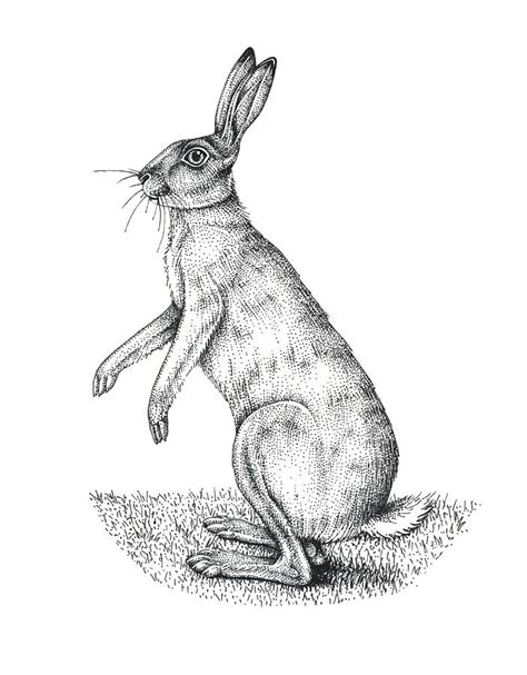 European Hare, Artwork Photograph by Lizzie Harper | Fine Art America