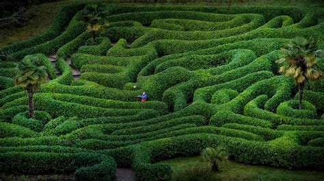 Glendurgan’s historic maze | Lost gardens of heligan, Hidden garden, Amazing gardens