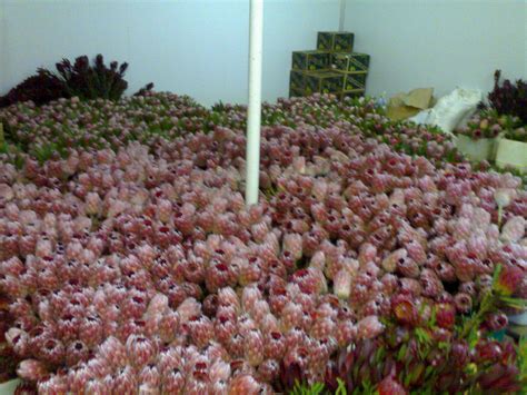 Regyne Protea Farm