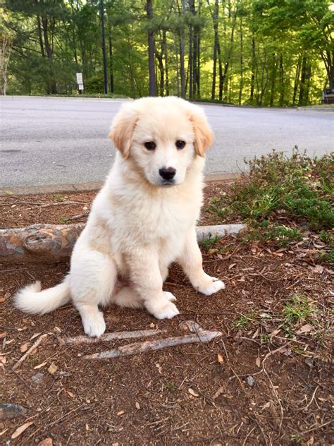 The Ultimate Guide To Golden Retriever Labrador Retriever Mix Puppies