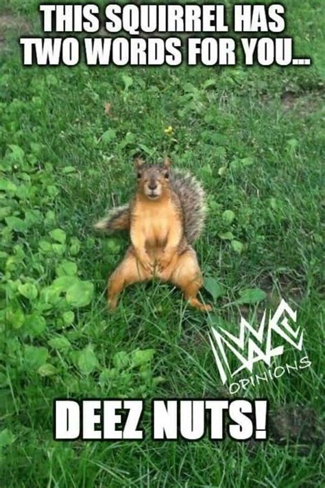 50 Top Squirrel Meme Joke Images and Pictures | QuotesBae