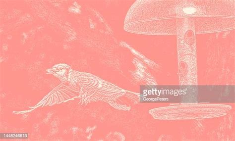 Blue Jay Bird Vector Photos and Premium High Res Pictures - Getty Images