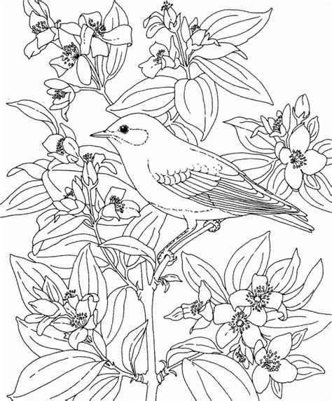 Free Blue Bird Coloring Pages, Download Free Clip Art, Free Clip Art on Clipart Library