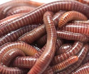 Study: Bait worms a surprisingly valuable marine resource