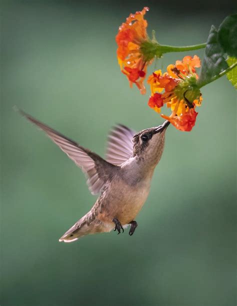 God Of Nectar — vurtual: Ruby-throated hummingbird (by Donald ...