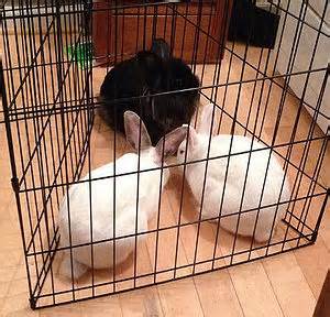 Bonding rabbits together - WabbitWiki