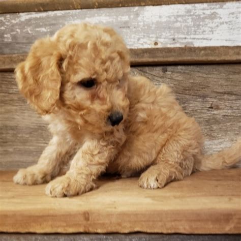 Standard goldendoodle puppies for sale - Home Land Puppies