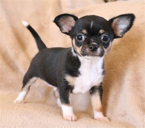 √√ Chihuahua Puppies Oklahoma USA - Buy Puppy In Your Area