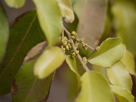 Spurious Wild Olive | Putranjivaceae (rosid family) » Putran… | Flickr