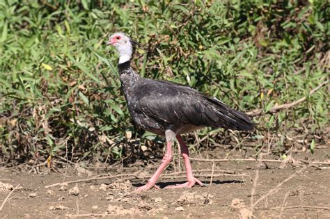 Pantanal Birds 1 - BIRDING PANTANAL 2018