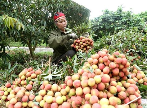 Lychee farmers enjoy early harvest