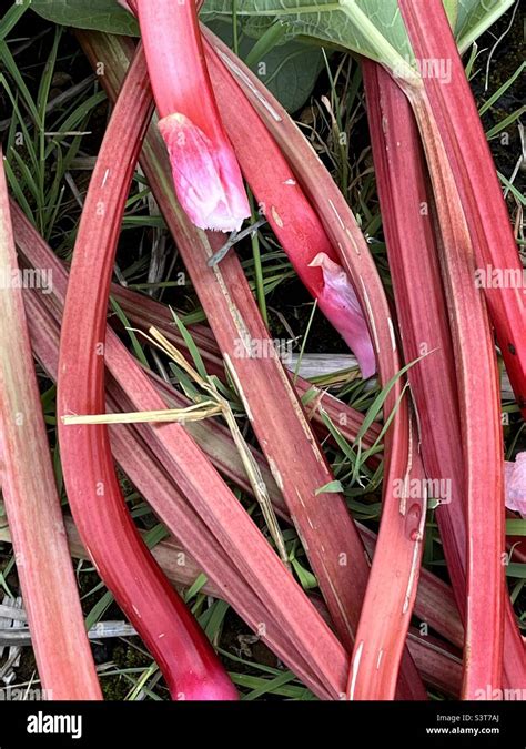 Rhubarb stems hi-res stock photography and images - Alamy