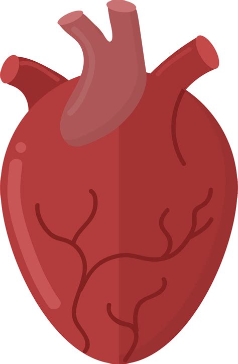 Human Heart Anatomy Circulatory System Coronal Plane - vrogue.co