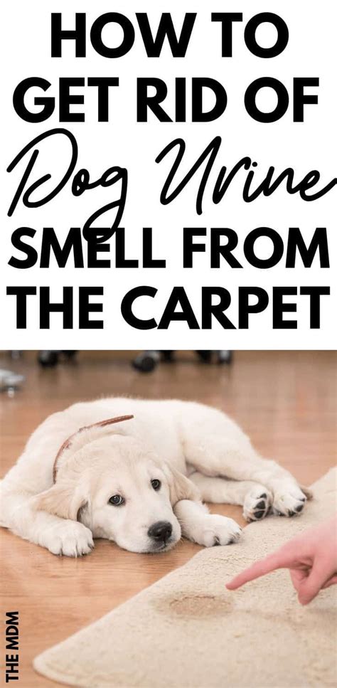 How to Remove Dog Urine Odor From The Carpet (Naturally) | Dog urine ...