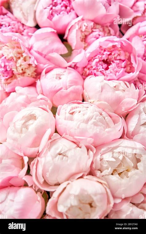 Floral carpet or Wallpaper. Beautiful Pink peony flower for catalog or ...