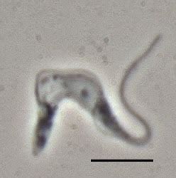 Psychology of Medicine: Trypanosoma brucei