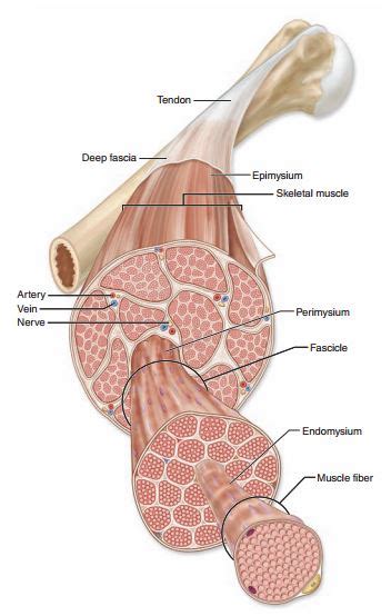 Fascial Layers, Part 1 + Anatomy of a Muscle — Tami Apland, LMT